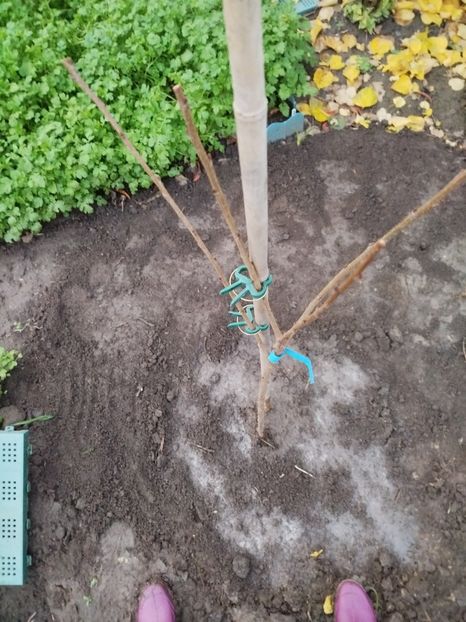 11 nov - Plantari noi - noiembrie