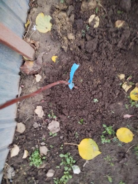 11 nov - Plantari noi - noiembrie