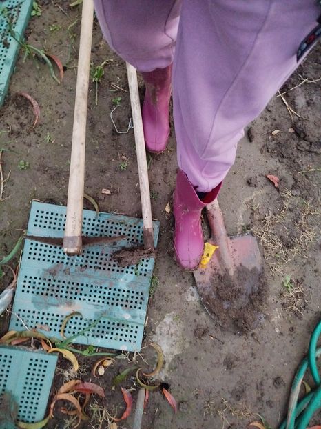  - Plantari noi - noiembrie