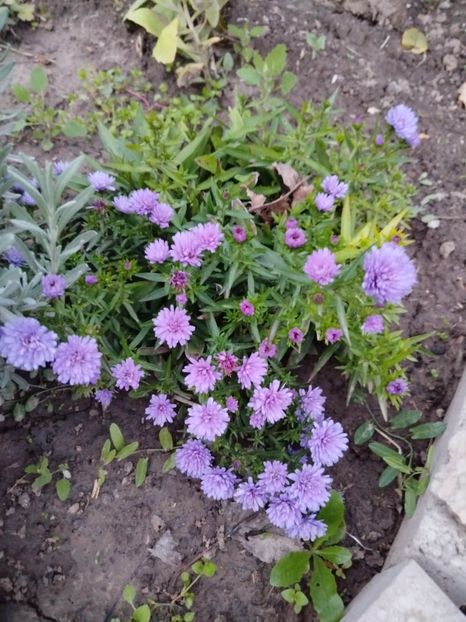 14 octombrie - Oct-nov