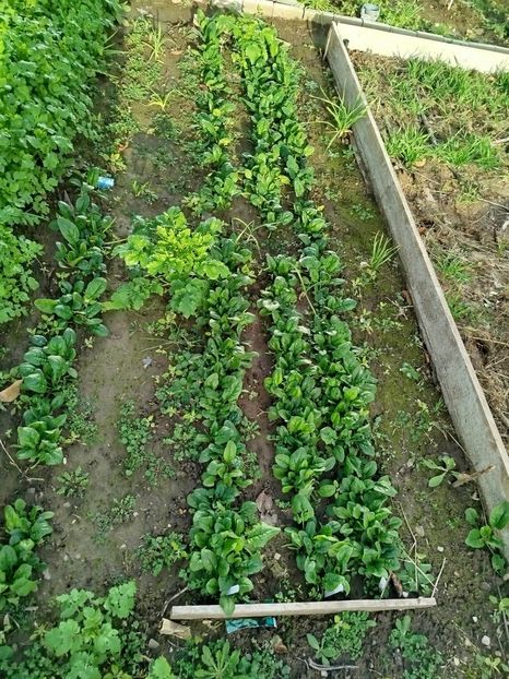 10 dec - spanac - Decembrie