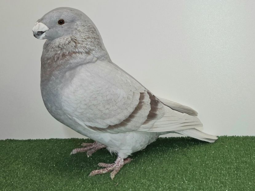 FEMELA RO 24 - 9801 - PERECHI ASR 2026 - PLAN