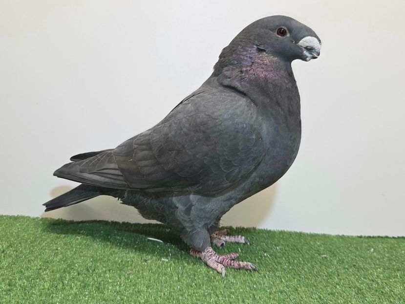 FEMELĂ UK 23 - C2856 - PERECHI ASR 2026 - PLAN