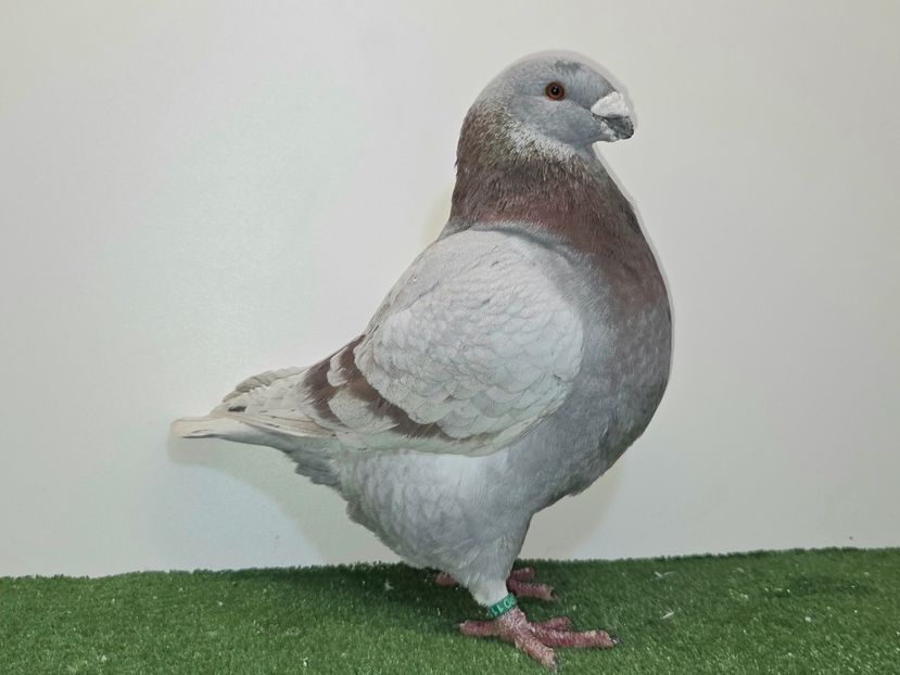 MASCUL 2025 - 119 - PERECHI AGH 2026 - PLAN