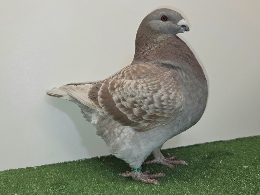 FEMELĂ 2025 - 27217 - PERECHI AGH 2026 - PLAN