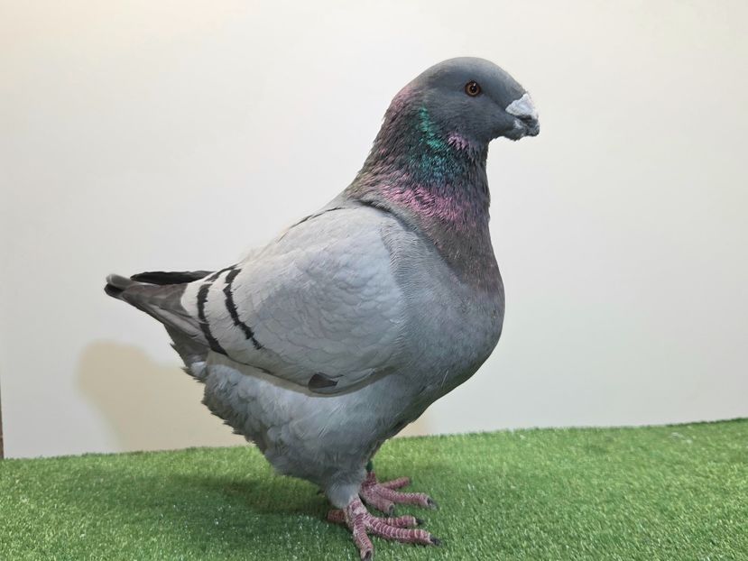  - PERECHI AGH 2026 - PLAN