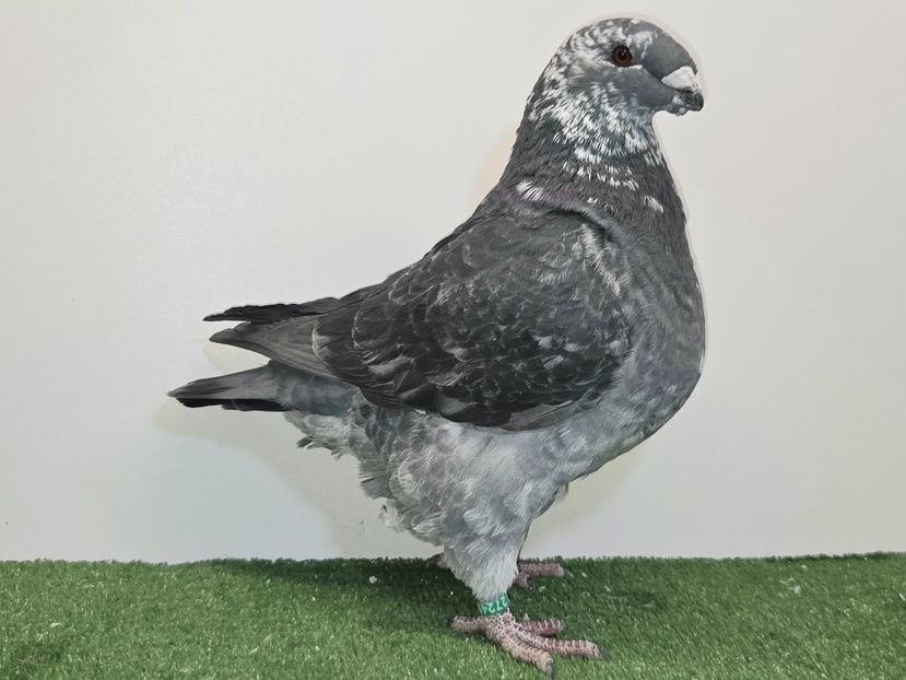 MASCUL 2025 - 27249 - PERECHI AGH 2026 - PLAN