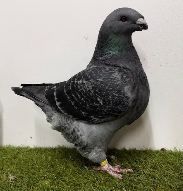 FEMELĂ 2023 - 1080 - PERECHI AGH 2026 - PLAN