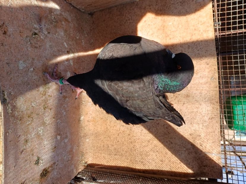  - Porumbei king 2025- pui