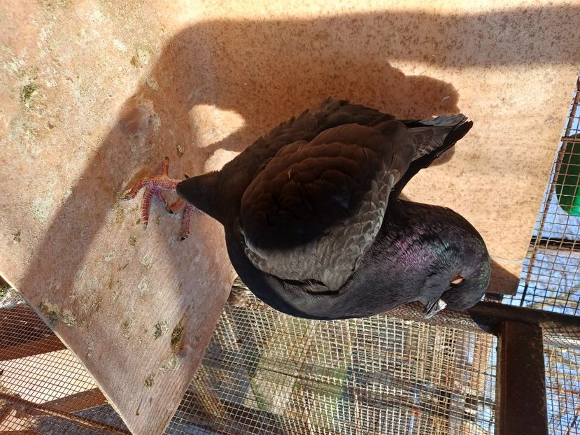  - Porumbei king 2025- pui