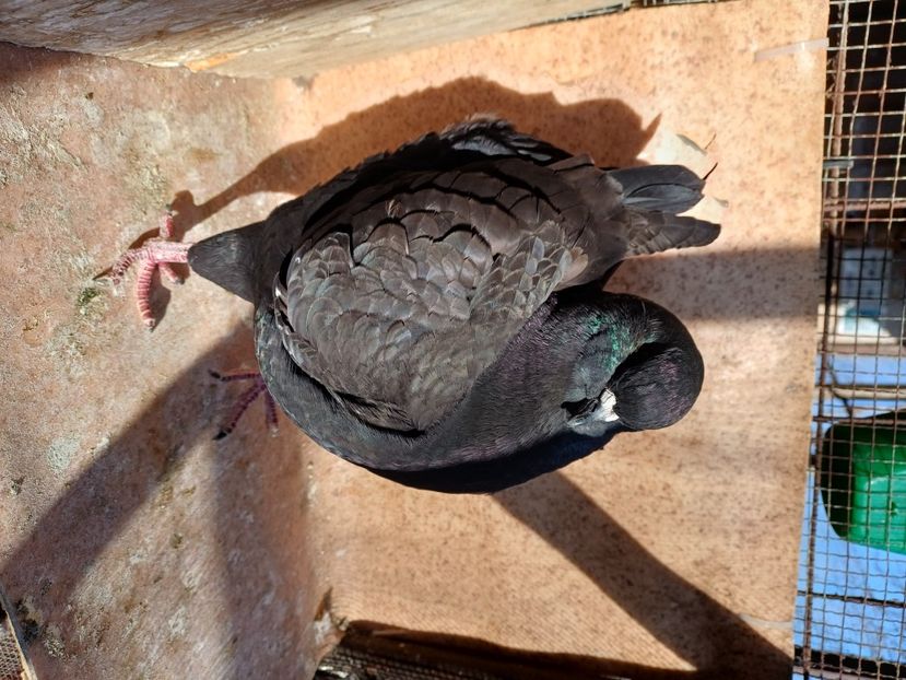  - Porumbei king 2025- pui