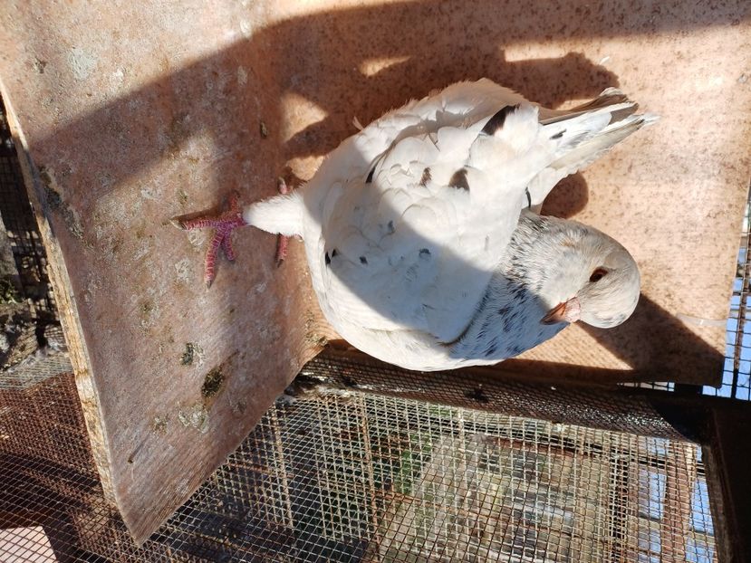  - Porumbei king 2025- pui