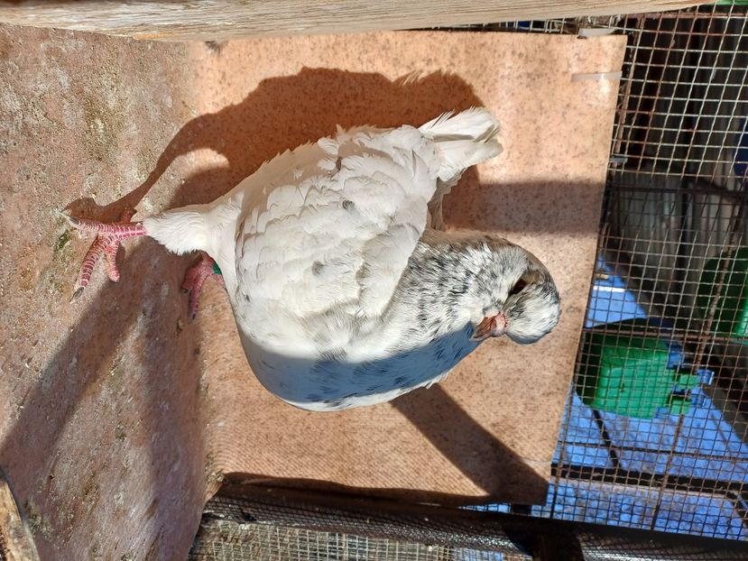  - Porumbei king 2025- pui