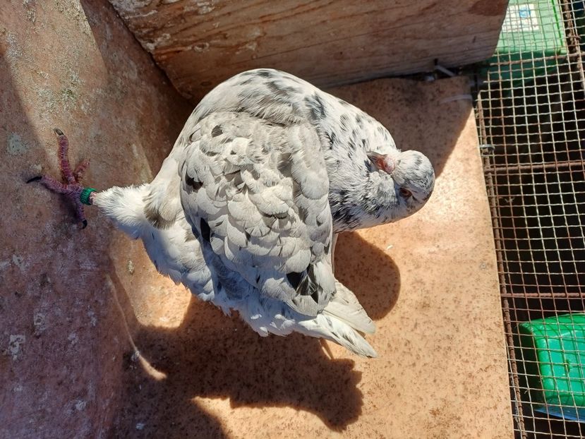  - Porumbei king 2025- pui