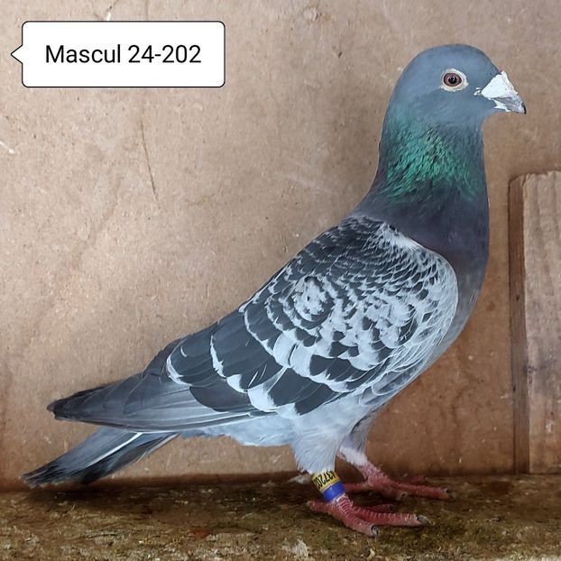 Mascul 24-202....-10 lei - 90 Porumbei de vanzare