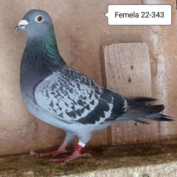 Femela 22-343....-15 lei - 90 Porumbei de vanzare