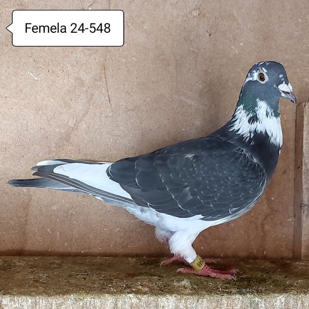 Femela 24-548 - Baltat Gut