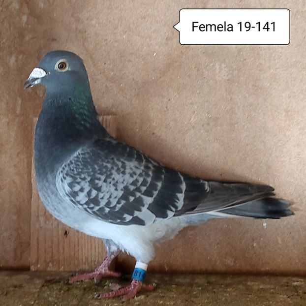 Femela 19-141....-15 lei - 90 Porumbei de vanzare