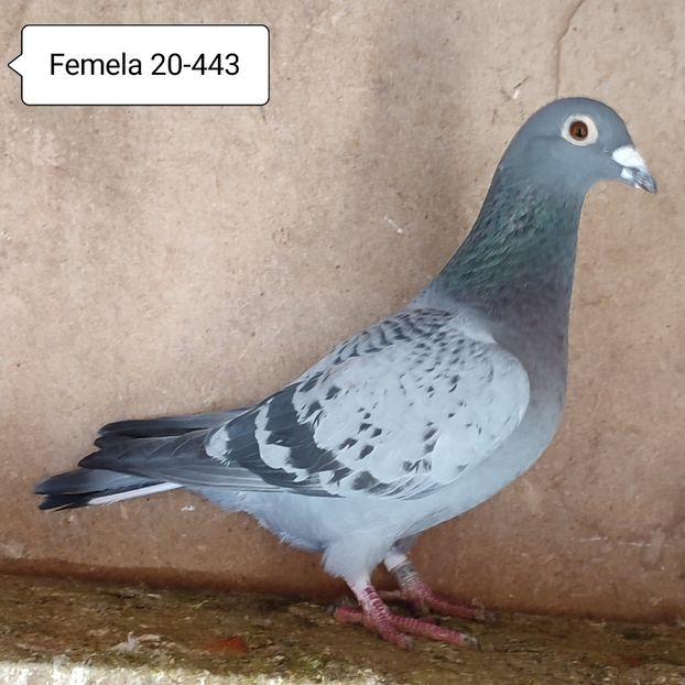 Femela 20-443 - Stropit Rar