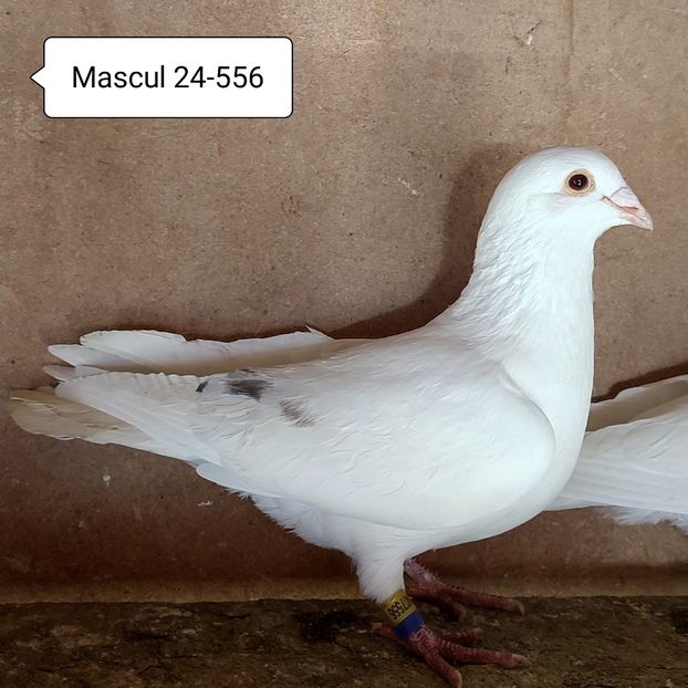 Mascul 24-556....-20 lei - 90 Porumbei de vanzare