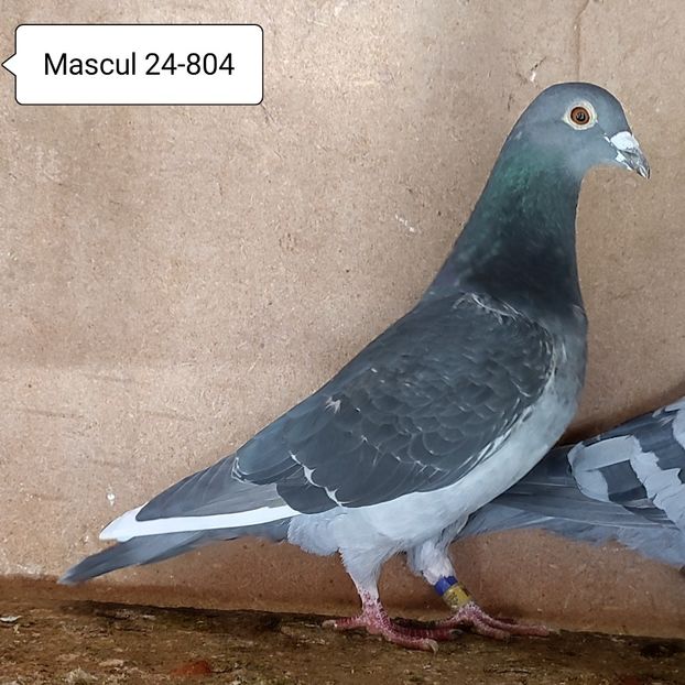 Mascul 24-804....-15 lei - 90 Porumbei de vanzare