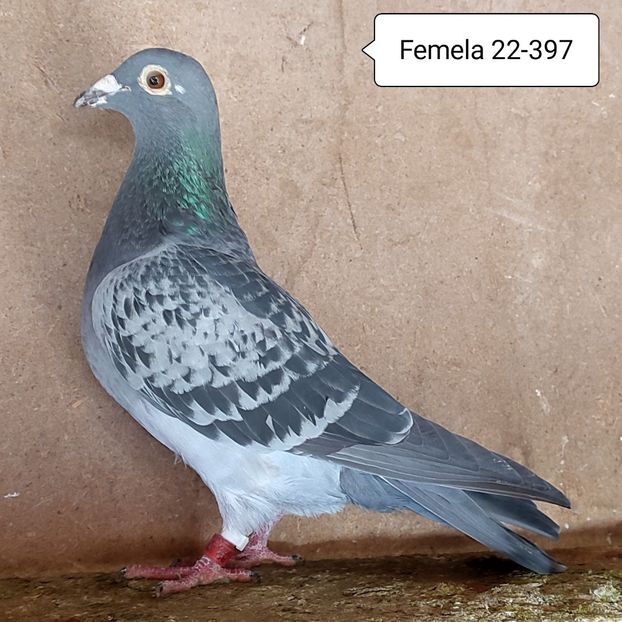 Femela 22-397....-15 lei - 90 Porumbei de vanzare