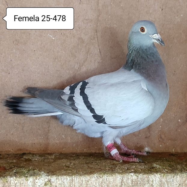 Femela 25-478....-10 lei - 90 Porumbei de vanzare