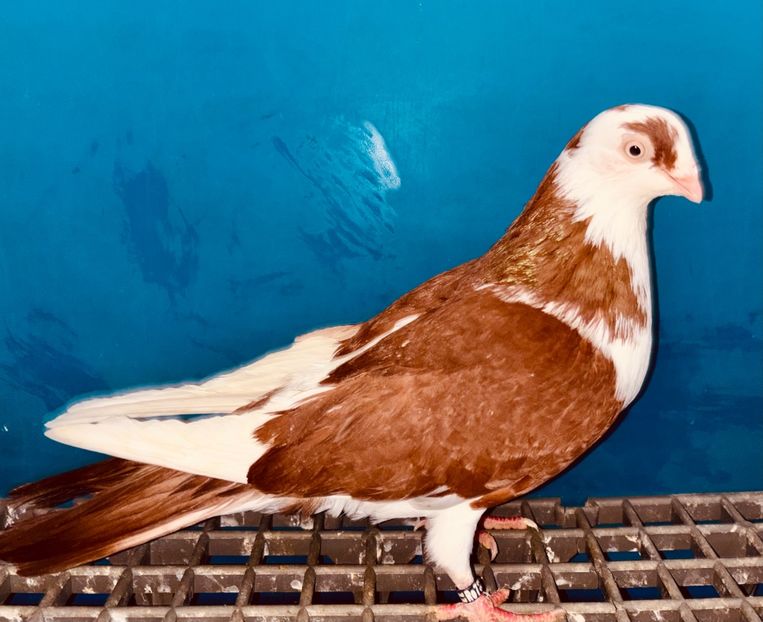 22063(22)  femelă  2023 - Jucători de Galați