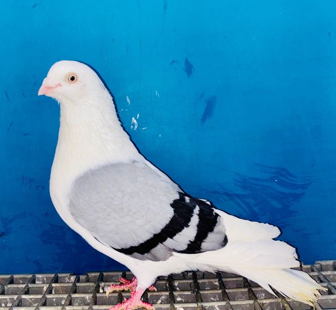 13375  mascul  2024 - Jucători de Galați