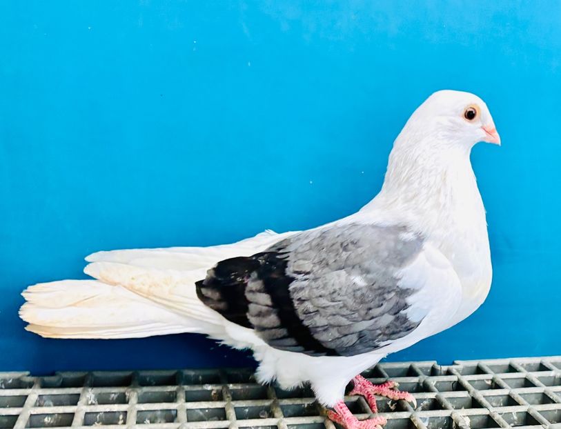 femelă  2025 - Jucători de Galați