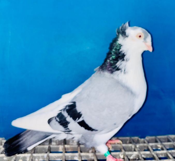 5201  mascul  2025 - Jucători de Galați