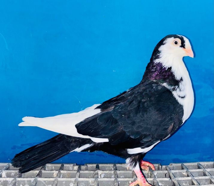 femelă  2024 - Jucători de Galați