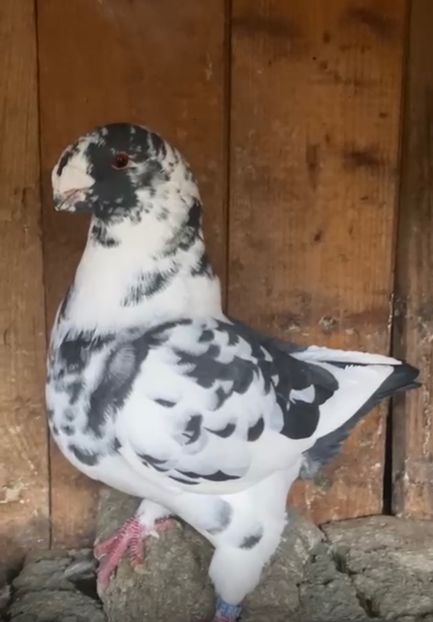  - AMERICAN GIANT HOMER 2025