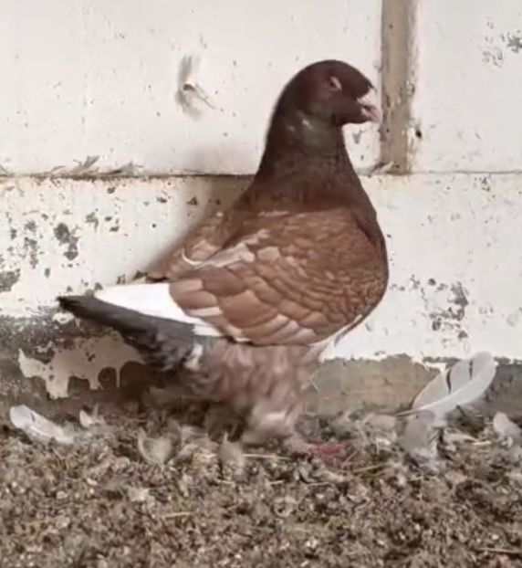  - AMERICAN GIANT HOMER 2025