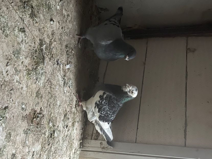  - AMERICAN GIANT HOMER 2025