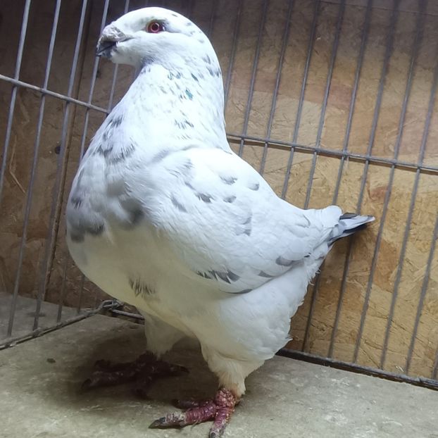  - AMERICAN GiANT HOMER MATCA