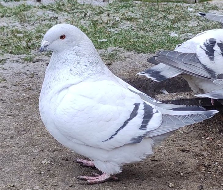 17 - c- MLODE 2025 YOUTH