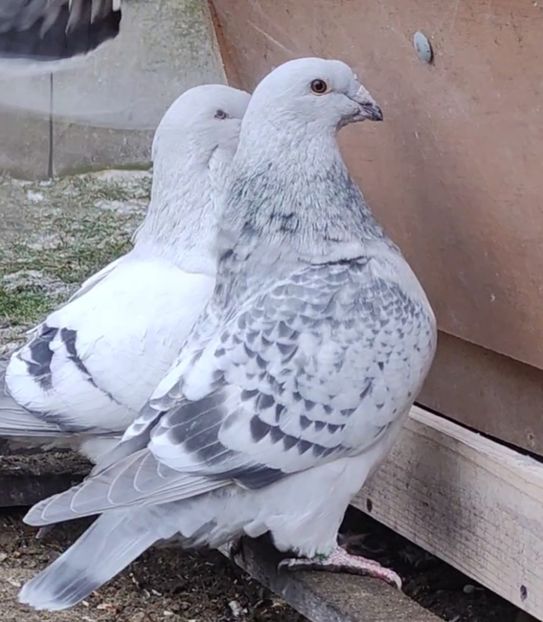 48 - c- MLODE 2025 YOUTH