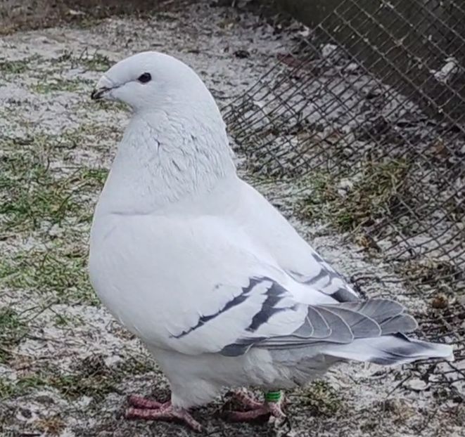 28 - c- MLODE 2025 YOUTH