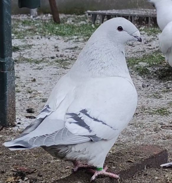 28 - c- MLODE 2025 YOUTH