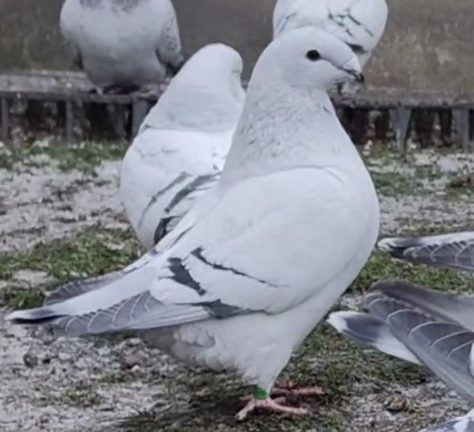 28 - c- MLODE 2025 YOUTH