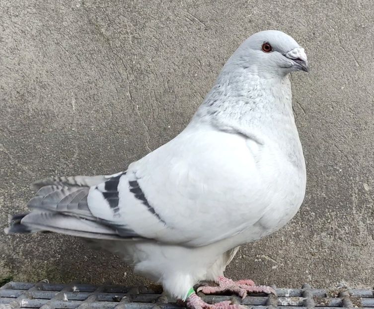 5 - c- MLODE 2025 YOUTH