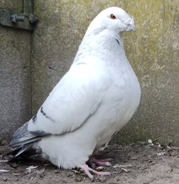 20 - c- MLODE 2025 YOUTH