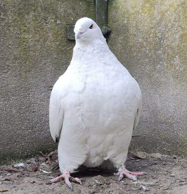 20 - c- MLODE 2025 YOUTH