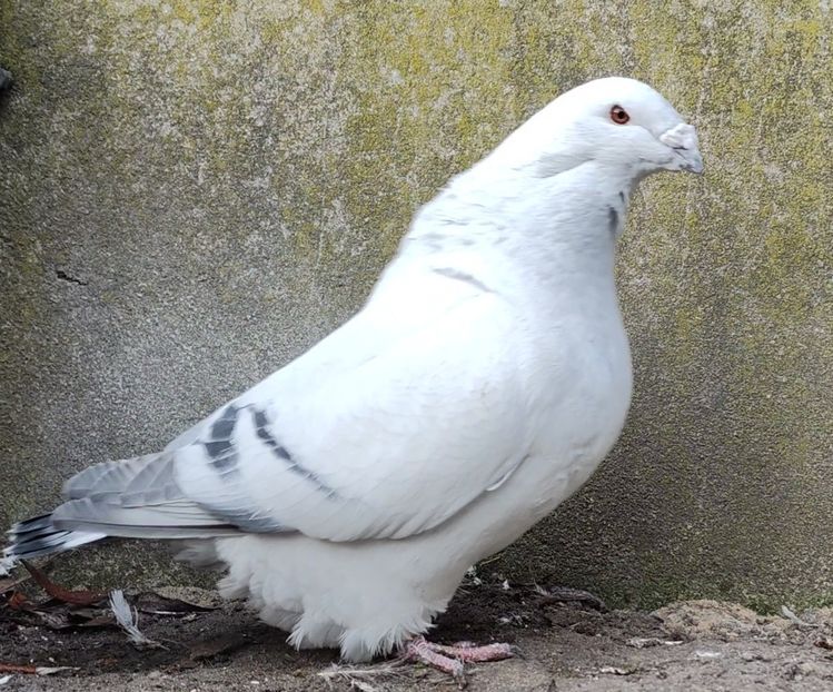 20 - c- MLODE 2025 YOUTH