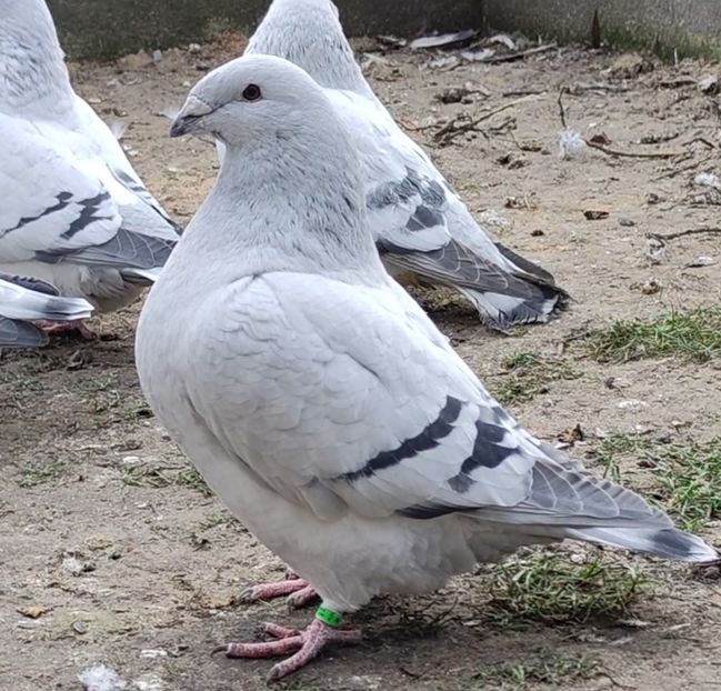 44 ARCHIWUM - c- MLODE 2025 YOUTH