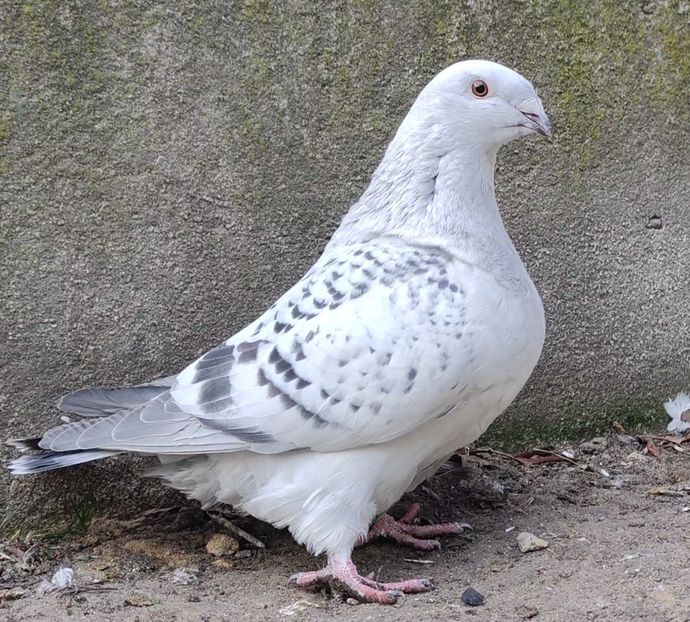 47 - c- MLODE 2025 YOUTH