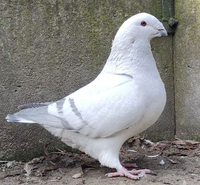 32 - c- MLODE 2025 YOUTH