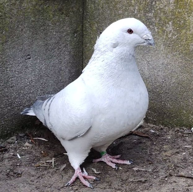 32 - c- MLODE 2025 YOUTH