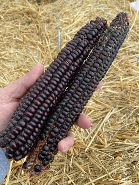  - SEMINTE PORUMB - P 07 - MORO DI BATTISTA